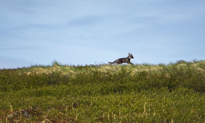    фото: © Константин Тирронен / КарНЦ РАН