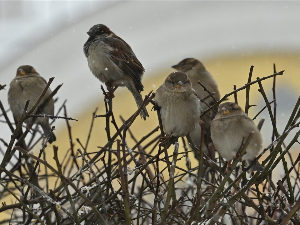   Всего в России насчитали более 320 тысяч воробьев Евгения ГУСЕВА
