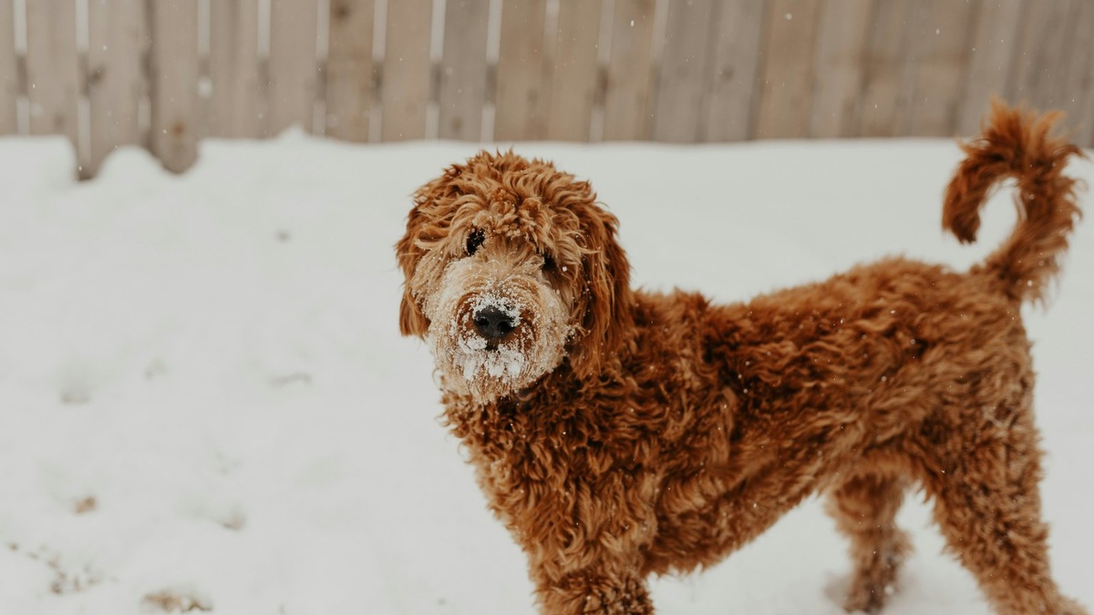    Так выглядит гибрид пуделя и золотистого ретривера. Фото несет иллюстративный характер