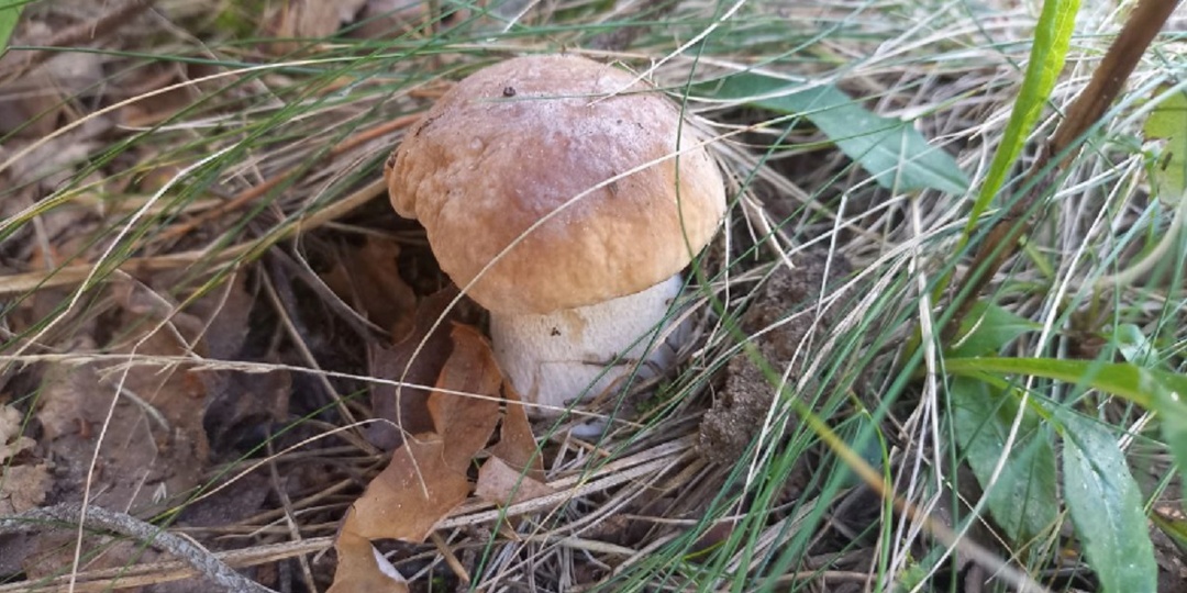 Волгоградцам придется по-новому собирать грибы