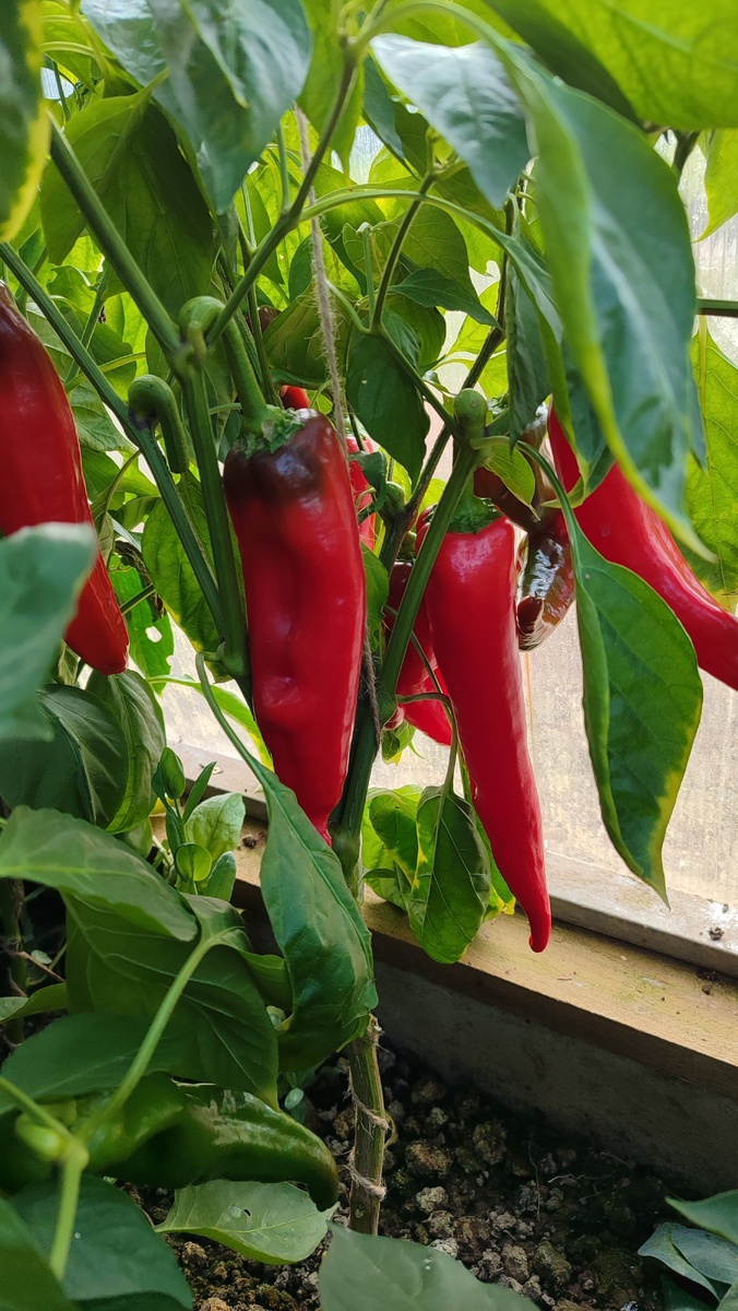 Ласанта F1 от партнера