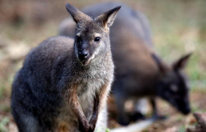 Эти крохи доказывают: чтобы быть настоящим кенгуру, вовсе не обязательно быть гигантом.
