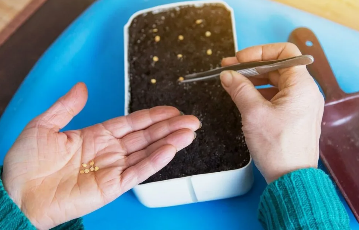 Источник фото: ogorod.ru