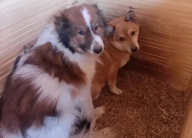 Где тонко, там и рвется. Хуже, чем SOS