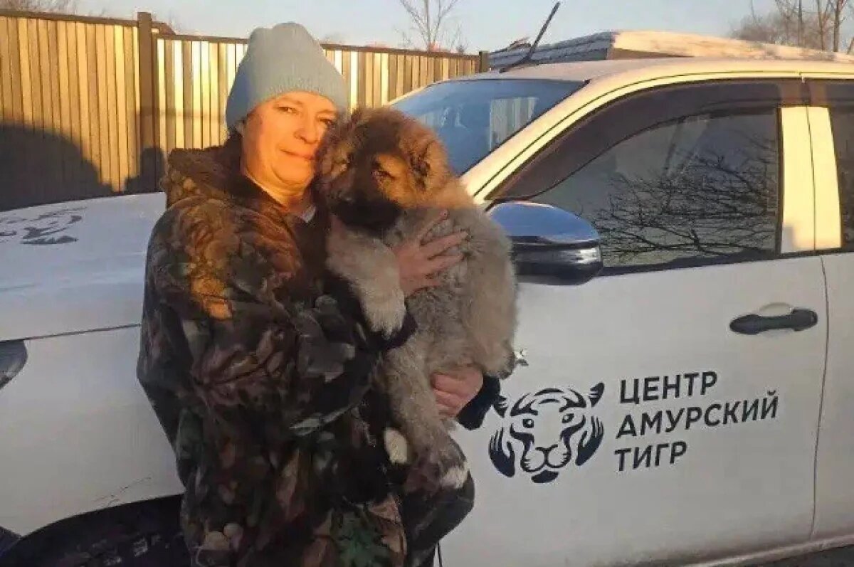    В Хабаровском крае женщине компенсировали ущерб от амурского тигра щенком