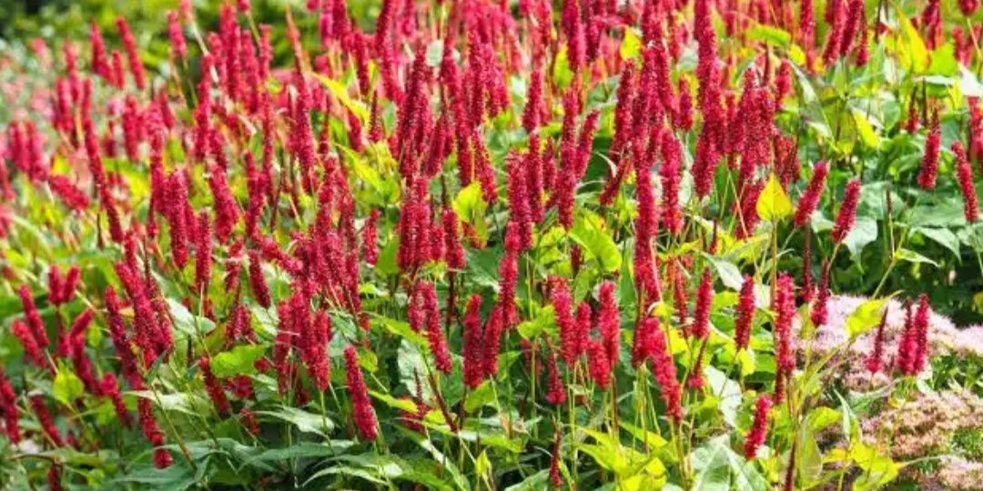 Горец свечевидный КРАСНЫЙ