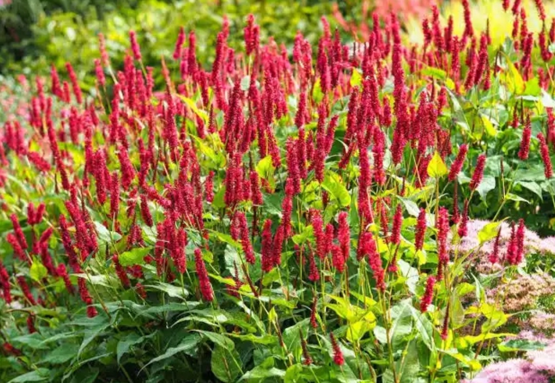 Красный горец – восхитительное и сияющее дополнение к любой клумбе с многолетними растениями [Фото: AngieC333/ Shutterstock.com]