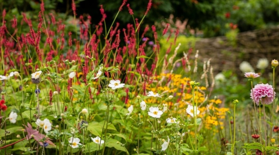 Красный горец на фоне Анемонов