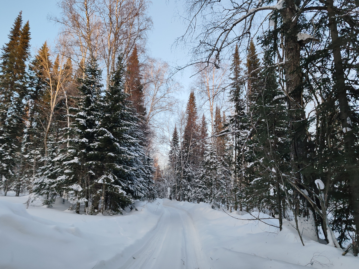 Лесовозная дорога