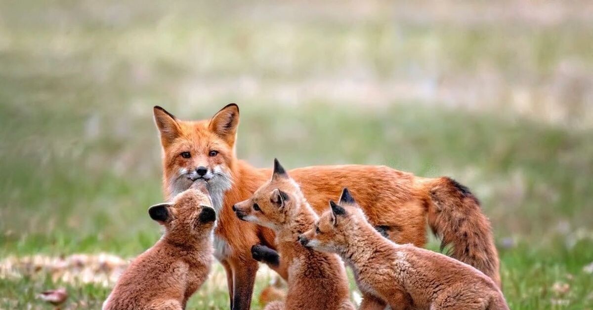 Фото взято из открытого доступа.