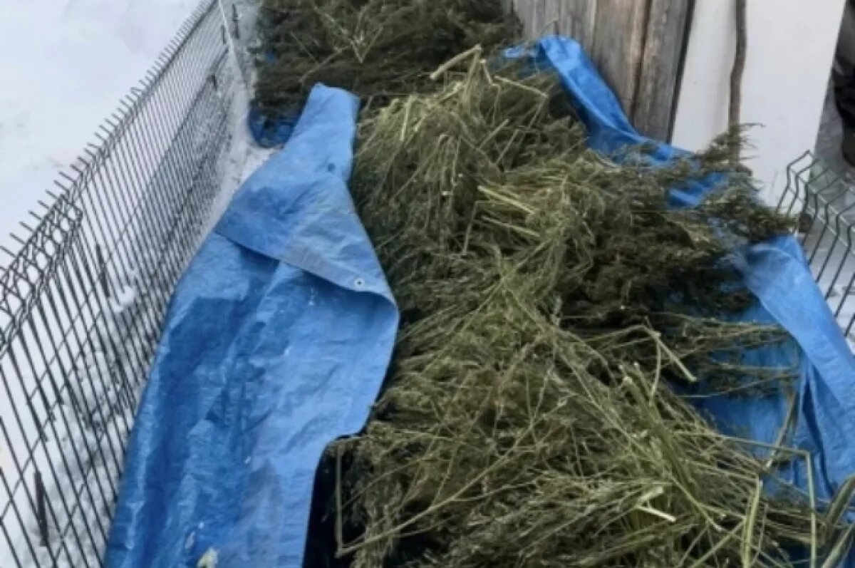    Двое жителей Хабаровского края хранили в лесу более 11 кг марихуаны