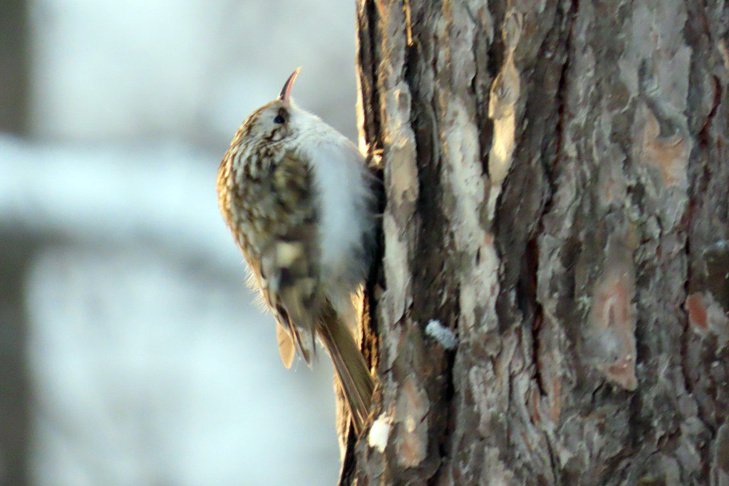    Пищуха обыкновенная. Фото автора ТГ-канала «Птичка на проводе» Людмилы Будневой.