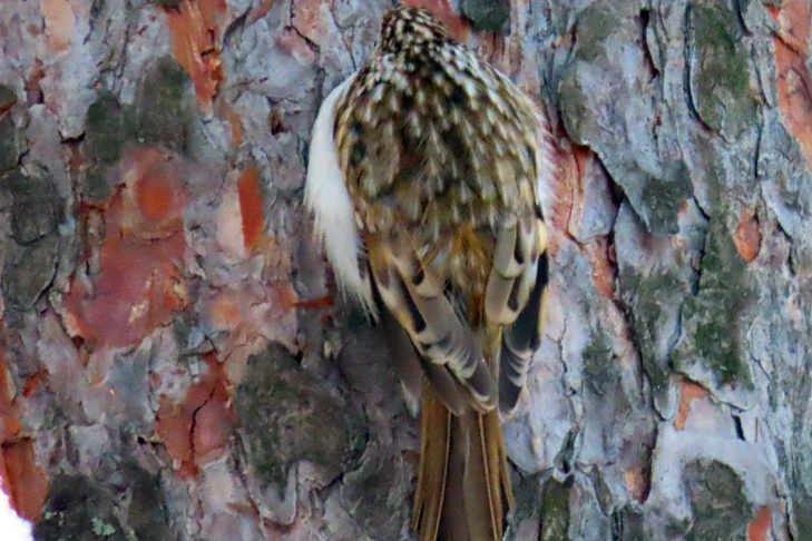 © Фото автора ТГ-канала «Птичка на проводе» Людмилы Будневой.📷
