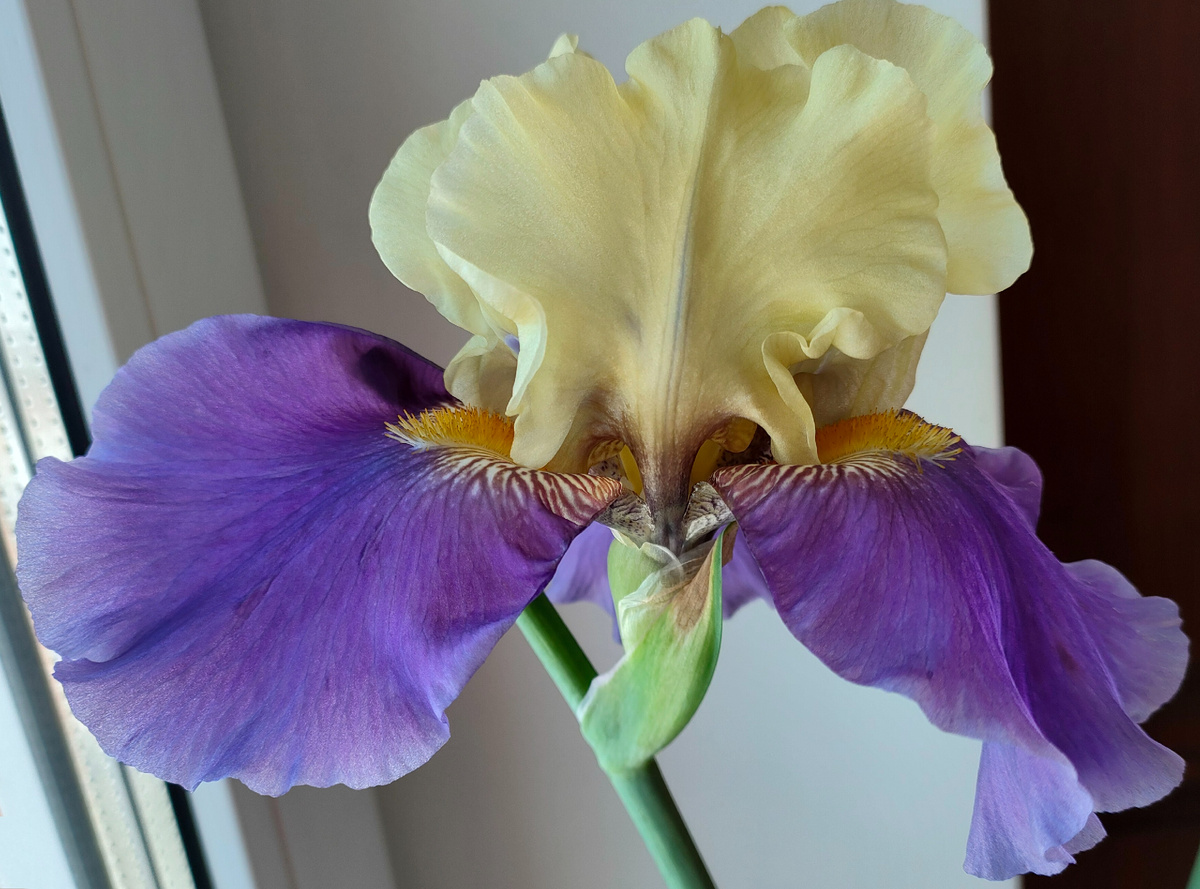 20.03.24 Ирис бородатый World Premier (Ворлд Премьер)