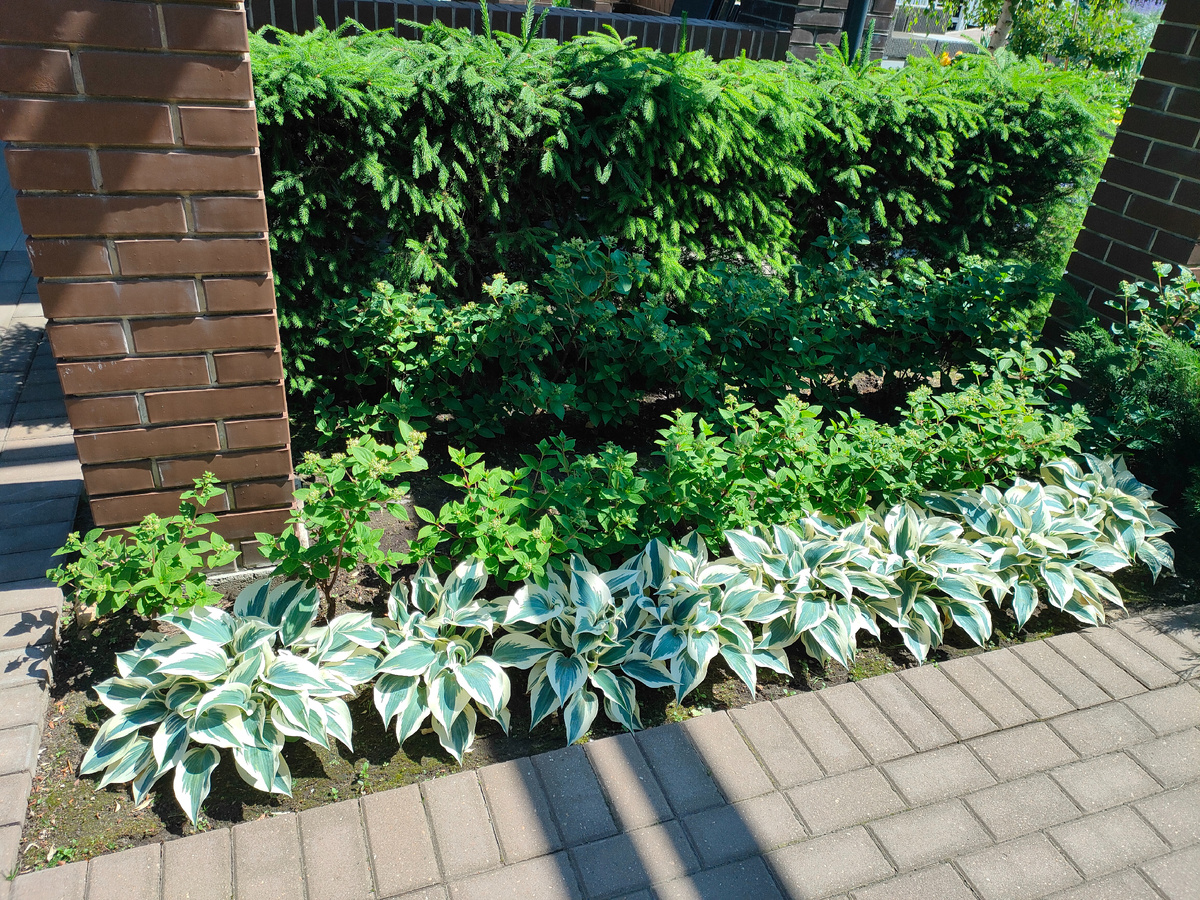 15.06.23 Хосты, гортензии метельчатые Polestar (Полярная звезда), хвойники и пр.