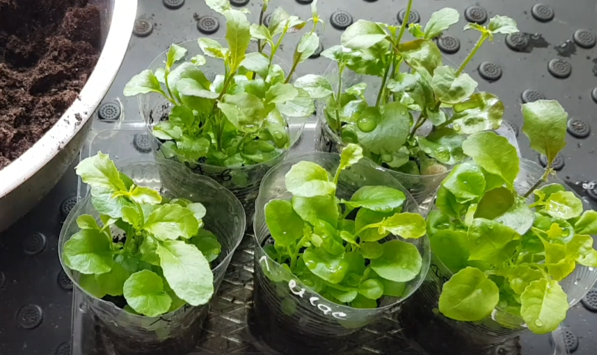 Лёгкий способ посева лобелии без дальнейшей пикировки