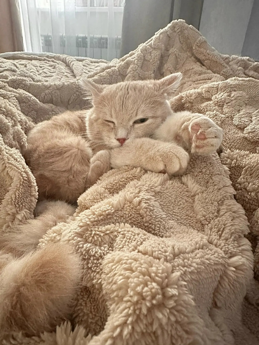 Вы подарили ему не просто дом, а целую вселенную, полную любви, заботы и веселья.