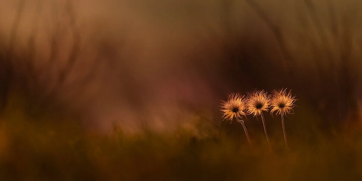 Adam Horvath — финалист конкурса CUPOTY 2025