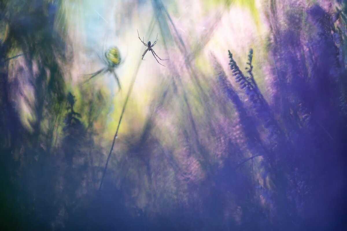 Финалист конкурса Барт Хейрвег