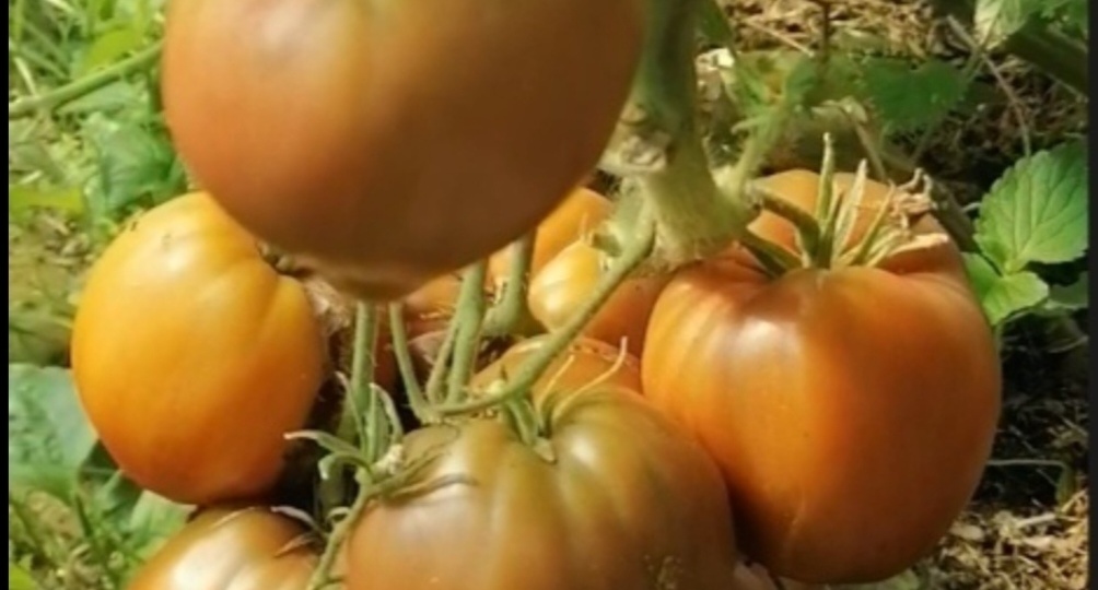 Когда сеять томатных гномов на рассаду.