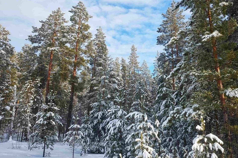    Метеостанция, расположенная в Боровом лесничестве, зафиксировала высоту сугробов в 60 сантиметров. Фото: нацпарк "Бузулукский бор"