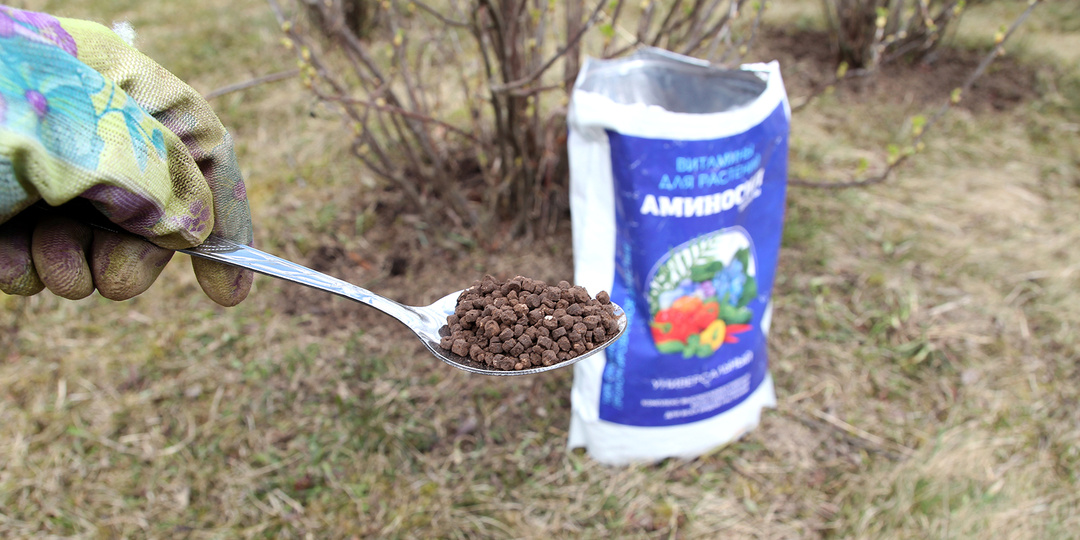 Лучшие подкормки для смородины на вашем участке с весны и до осени