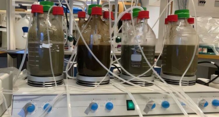    Фото: Fengyi Zhu, Frederico Marques Penha, Zeynep Cetecioglu