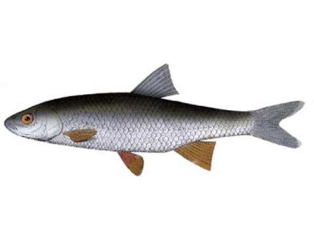 Елец Данилевского