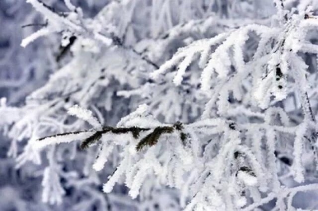    Можно ли не ходить в школу в мороз?