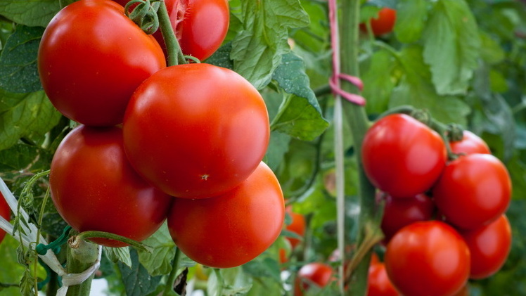 Весь урожай с шести кустов за сезон — цифры не врут