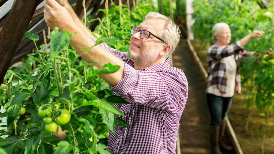 Формировка в два стебля дает оптимальный баланс между количеством и размером плодов