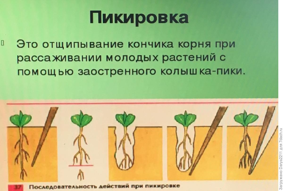 Яндекс. Картинки