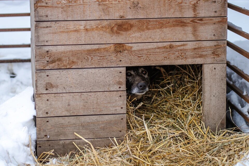 Боня в приюте "Того". Фото: Дарья Максимова / chel.kp.ru,
