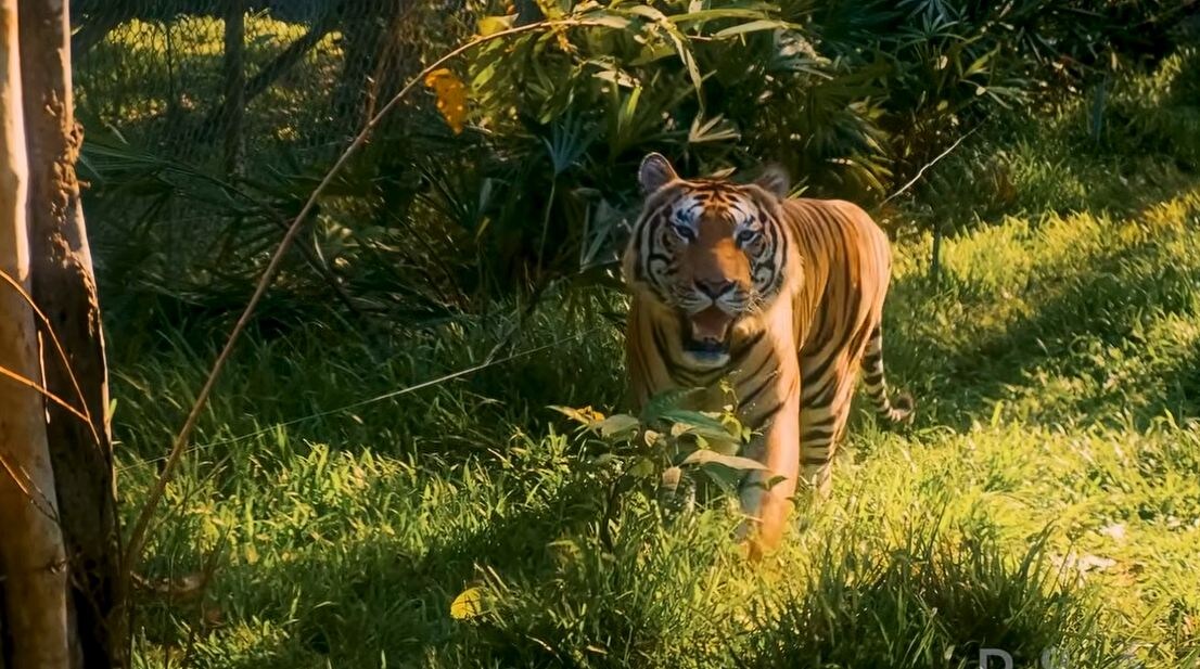 Тигр выскочил из зарослей и замер