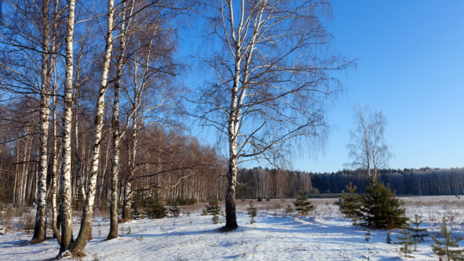 Фото: https://ru.freepik.com/free-photo/horizontal-landscape-with-birches-glove_1489878.htm#