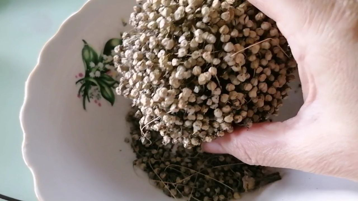 Мои семена лука-порея, фото автора