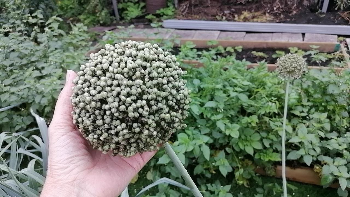 Лук-порей завязал семена на второй год, фото автора