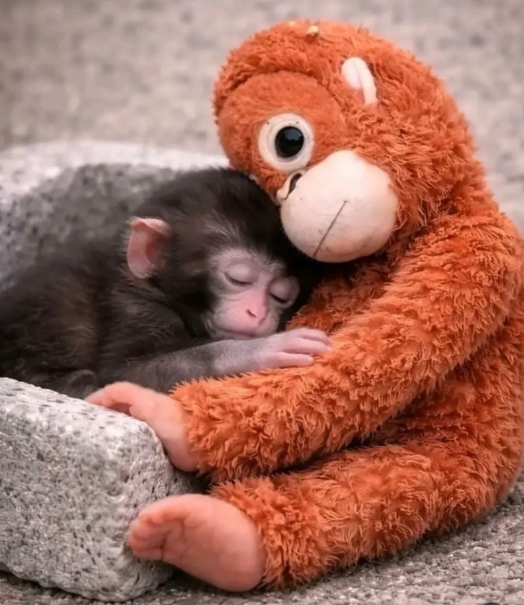 Панч и его игрушечная "мама". Материал: saludybuenavida.pets.