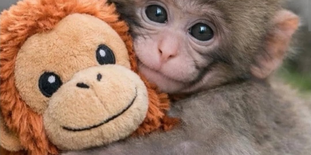 "Разговоры о психологии": Панч - маленькая обезьянка, покорившая мир.