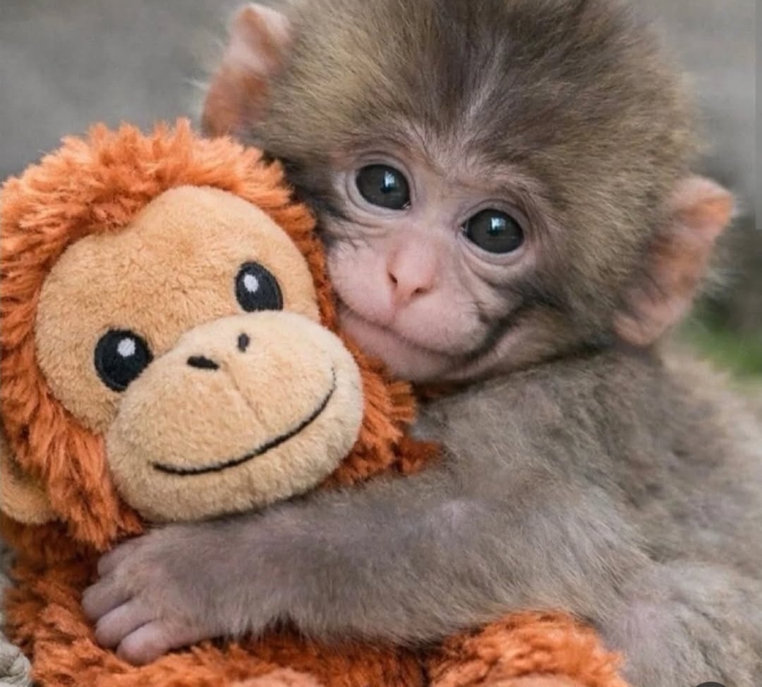 Панч и его любимая плюшевая игрушка. Материал: Lic.sylviafreypsicologa.