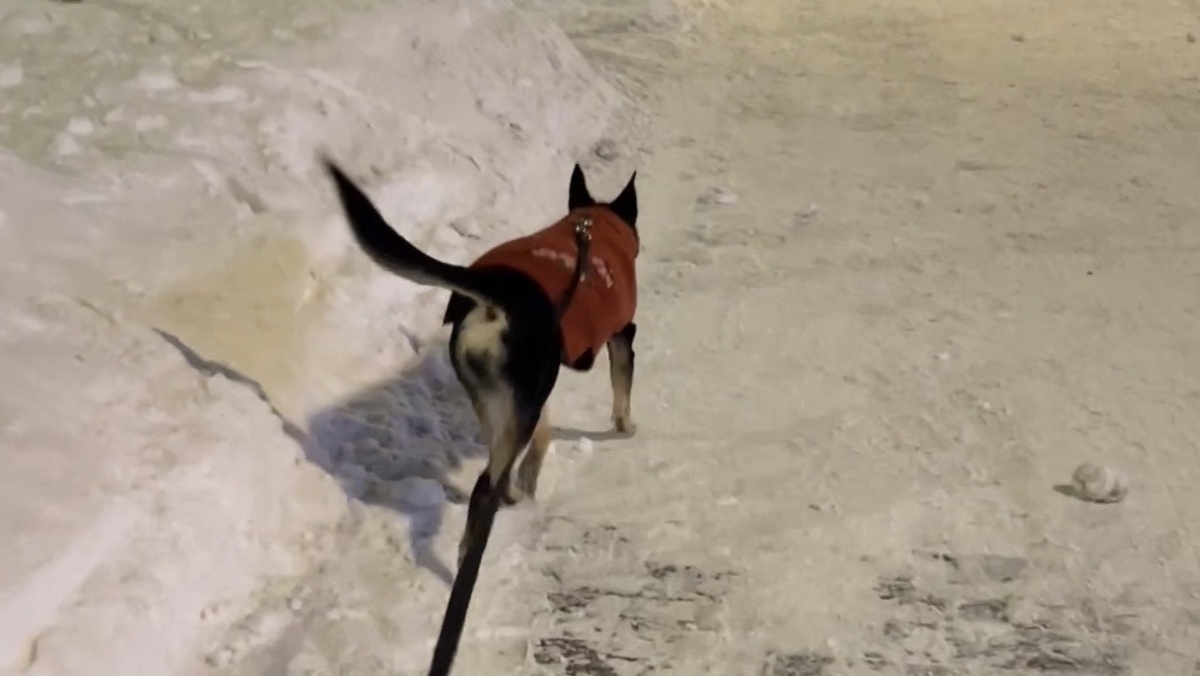 Хоть и иногда активно виляю своим хвостом 😁!