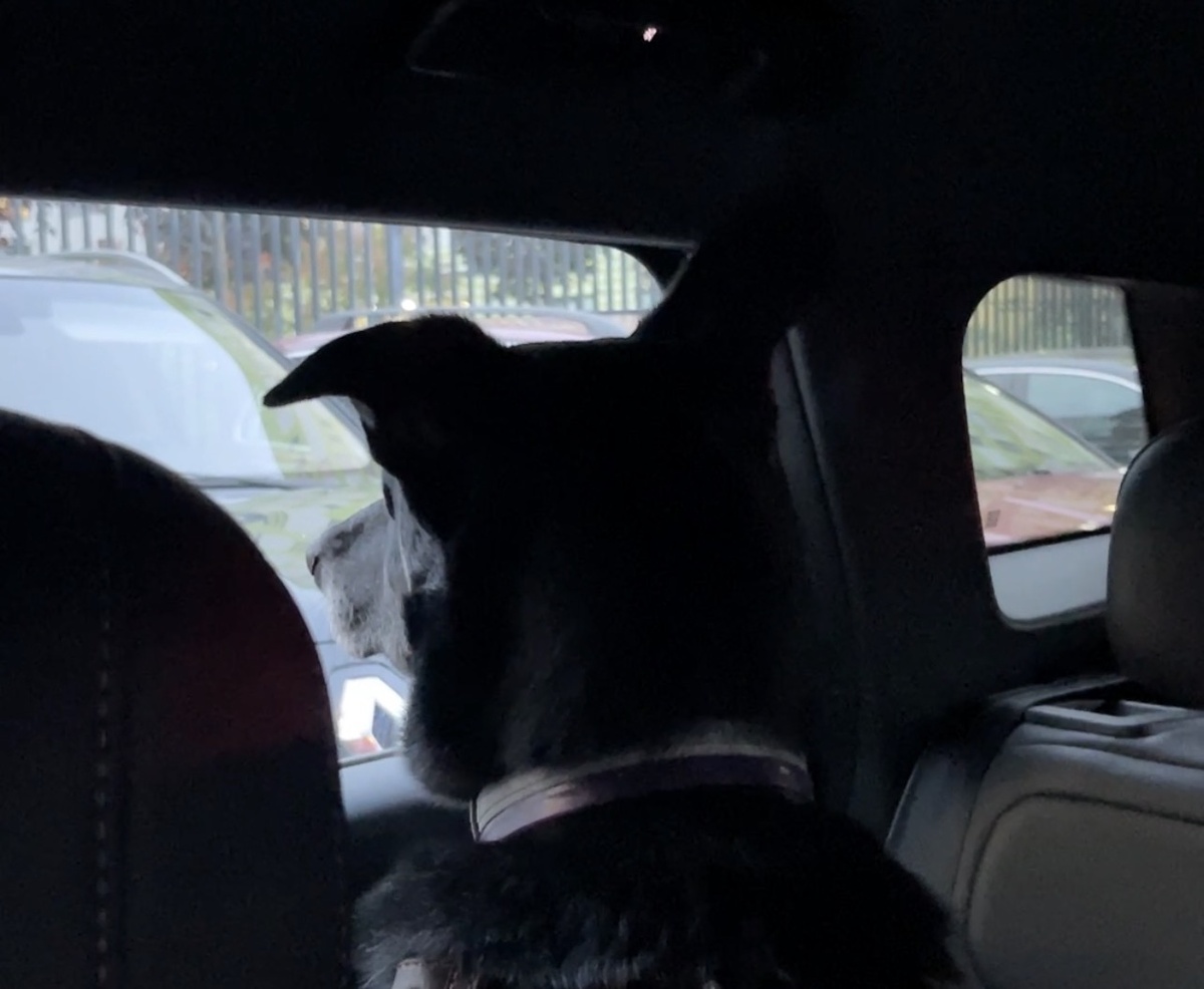 Вот это я сижу и в окно из машины смотрю. Я вроде и на месте сижу, а виды из окна меняются 😁. Удобно! Правда... Дела-то свои нужно всё равно на улице делать 😅!