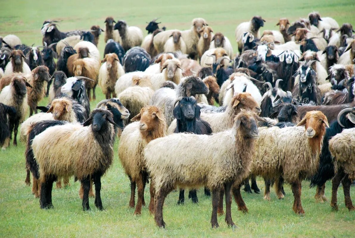    Цветокоррекция оригинального изображения была произведена с использованием ИИ "Ниязов 2.0"