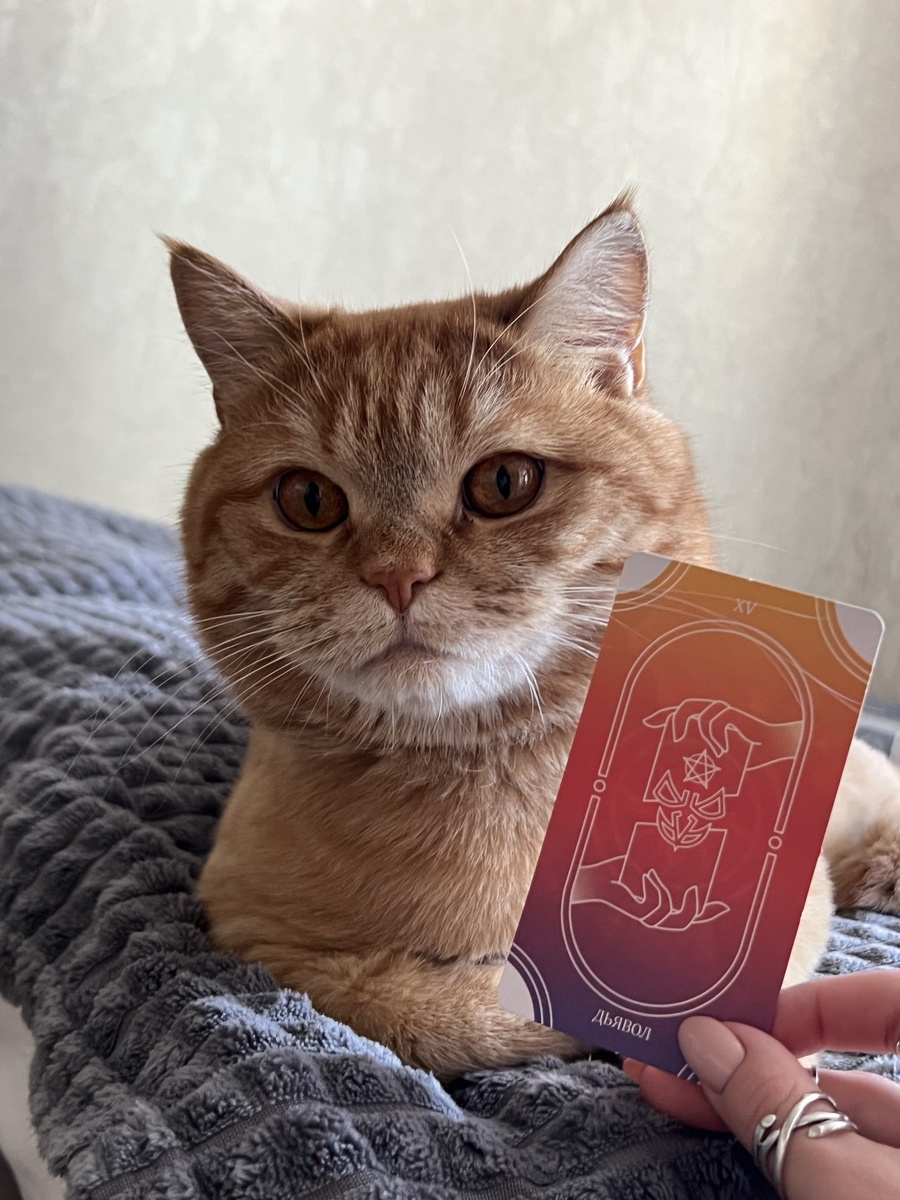 обучение таро с нуля