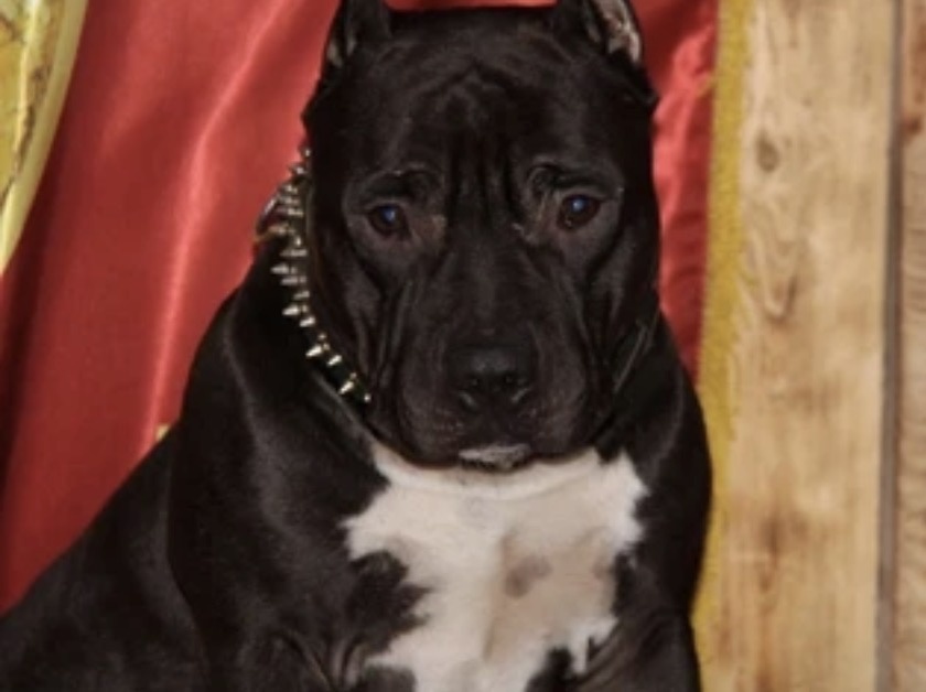 фото из телеграм-канала Правительства Владимирской области