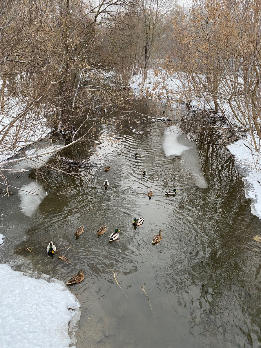 Из-за течения замерзает только в сильные морозы