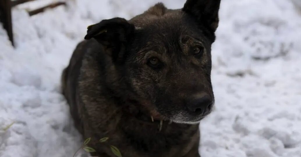 Собачке из челябинской пиццерии поможет четвероногий сосед