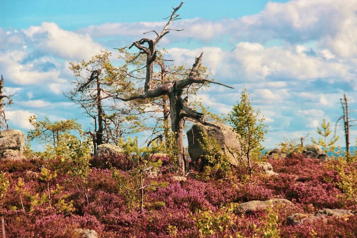    Виталий Иванов / Национальный парк «Воттоваара» / ВК