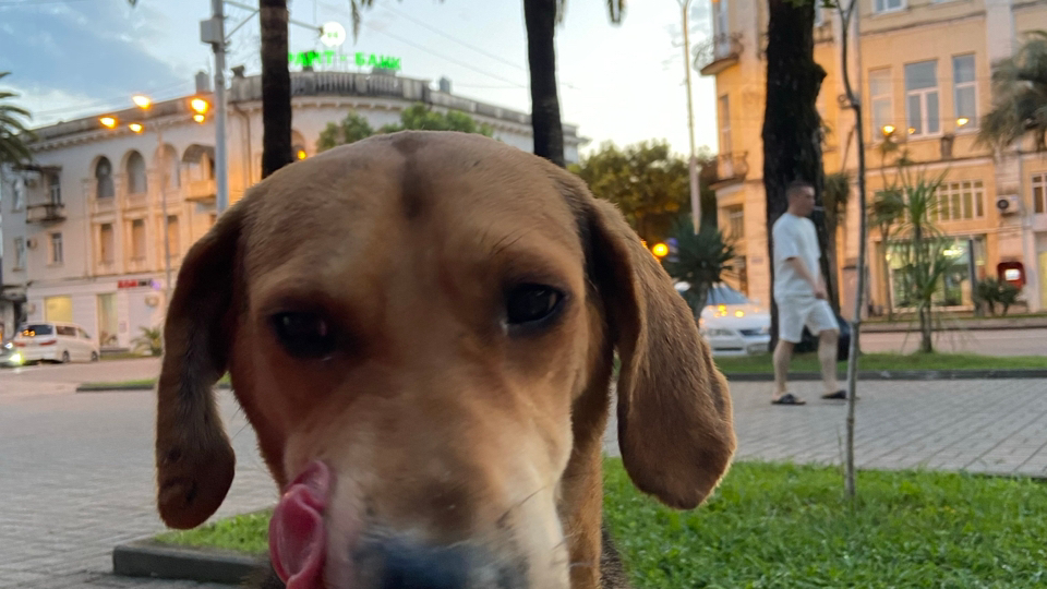 Бездомные собаки в Абхазии,личный опыт