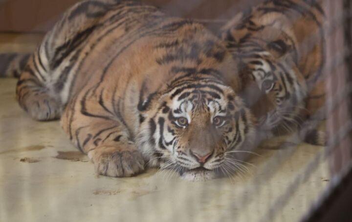    Фото:Пресс-служба Управления охотничьего хозяйства правительства Хабаровского края